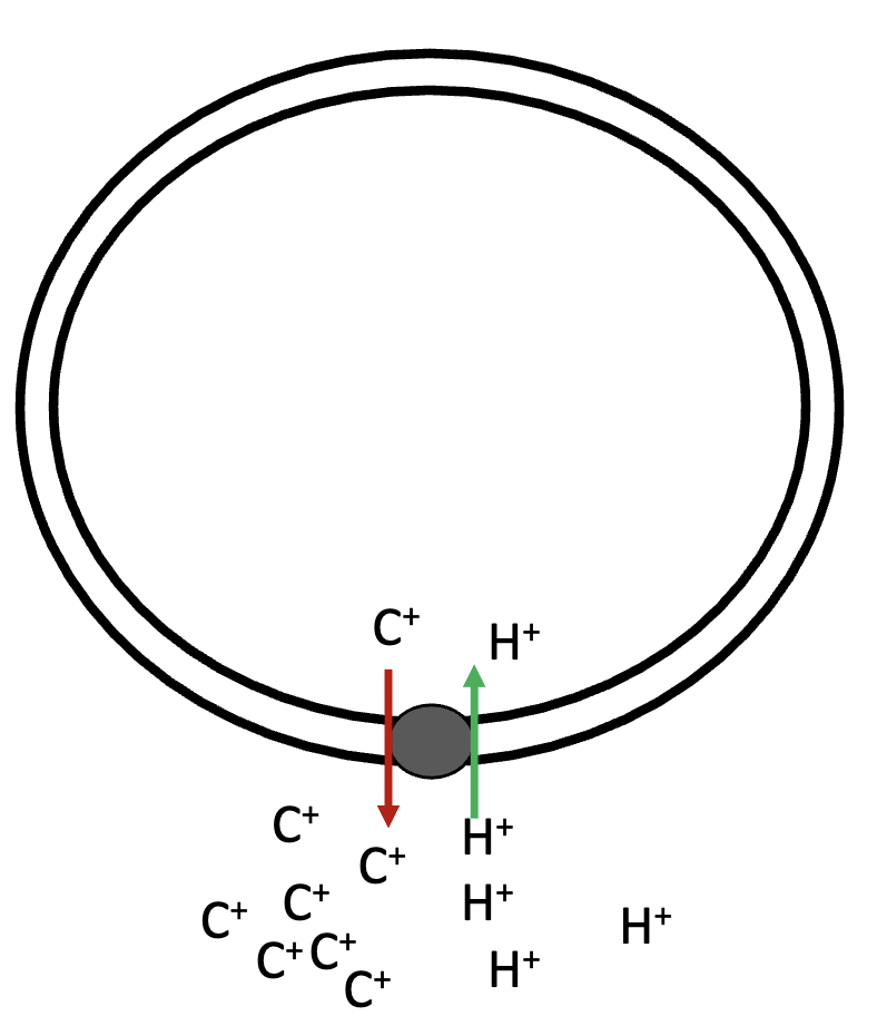 <p>in secondary active antiport, the hydrogen ions and solute move in - directions. A - is transported against its electrochemical gradient by pairing it with the movement of the hydrogen ion with its gradient</p>