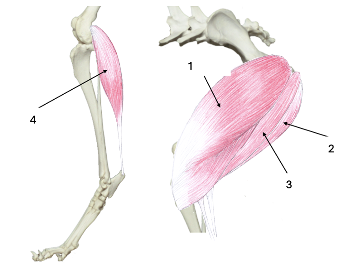<p>What muscle group is this?</p><p>What muscles are these?</p>