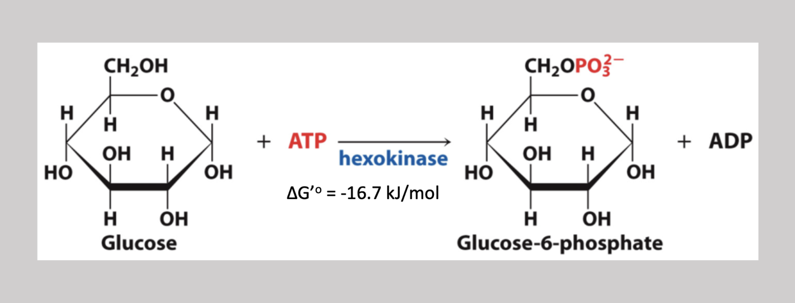 <p>First step that requires Mg2+ to bind the negative phosphates in ATP. Irreversible step that takes phosphate from ATP and attaches it to the 6th carbon on a glucose ring (makes glucose-6-phosphate)</p>