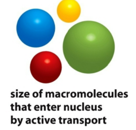 <ul><li><p>upon receiving a signal, channel can open to 30 nm wide</p></li><li><p>macromolecules where a conformation change has to happen for them to pass through the nucleoporins</p></li></ul><p></p>
