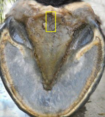 <p>What is this part of the equine hoof?</p>