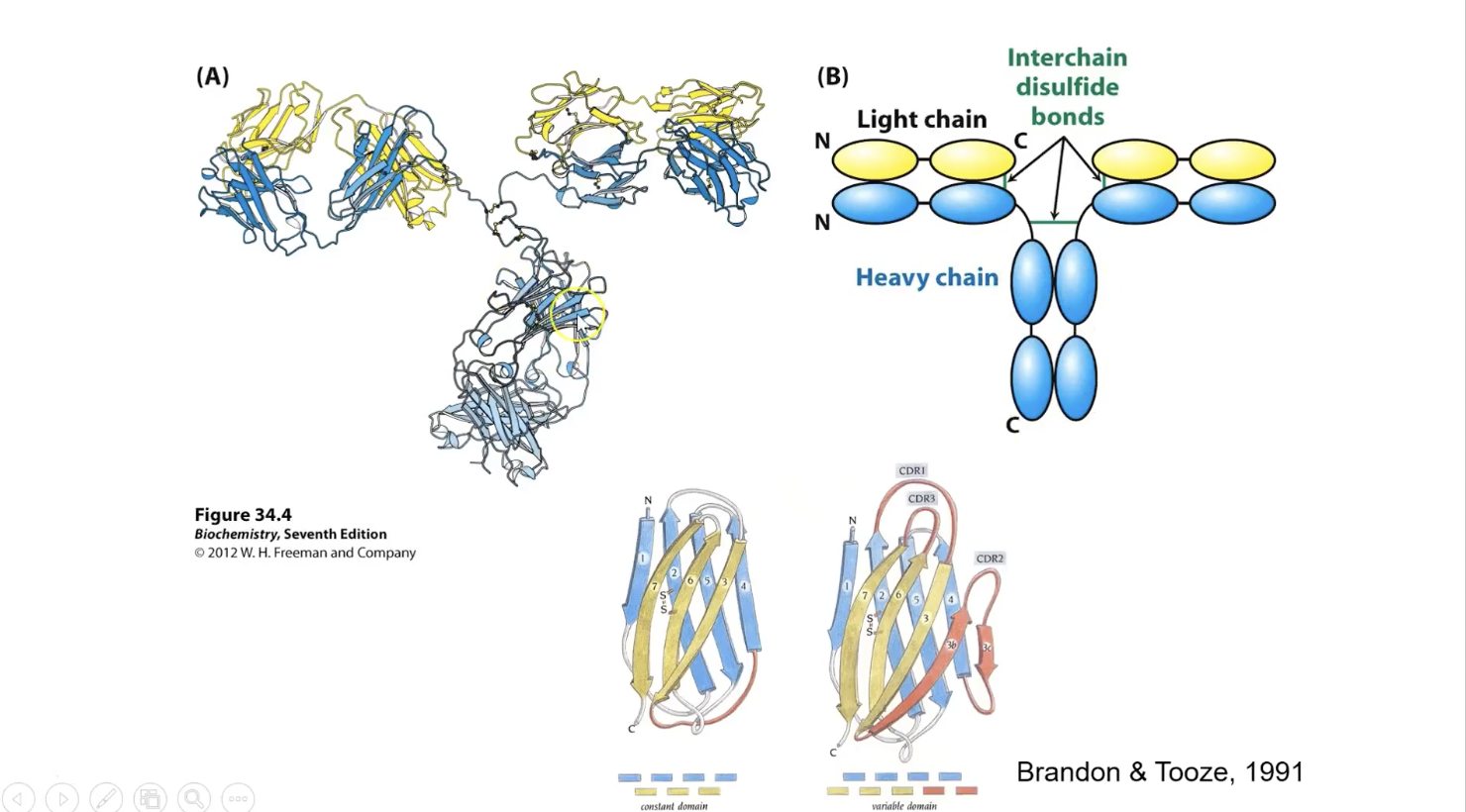 <p>4 domains in left corner 4 ovals in schematic (two yellows and 2 blues)</p><p>4 domains hanging at bottome (all blues) form the constant region</p><p></p><p>right in bottom is a variable version of Immunoglubulin G fold</p><ul><li><p>similar to left original one but with some adjustments and additions</p></li></ul><p></p>