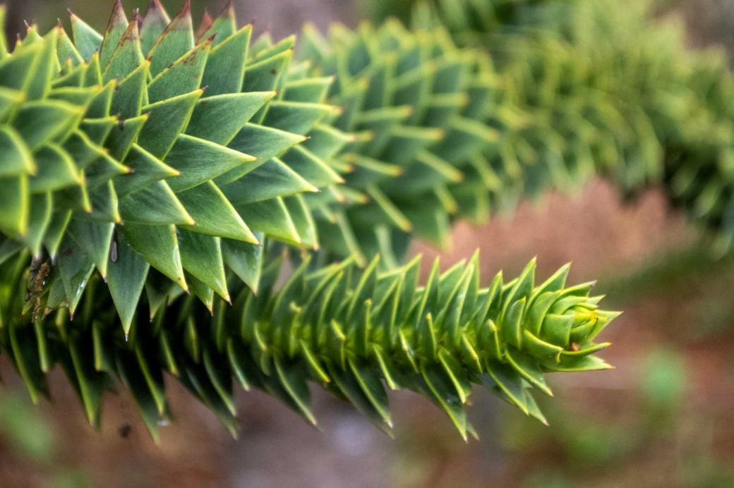 <p>Araucaria araucana</p>