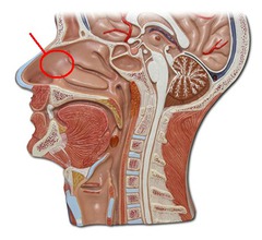 <p>governs sense of smell</p>
