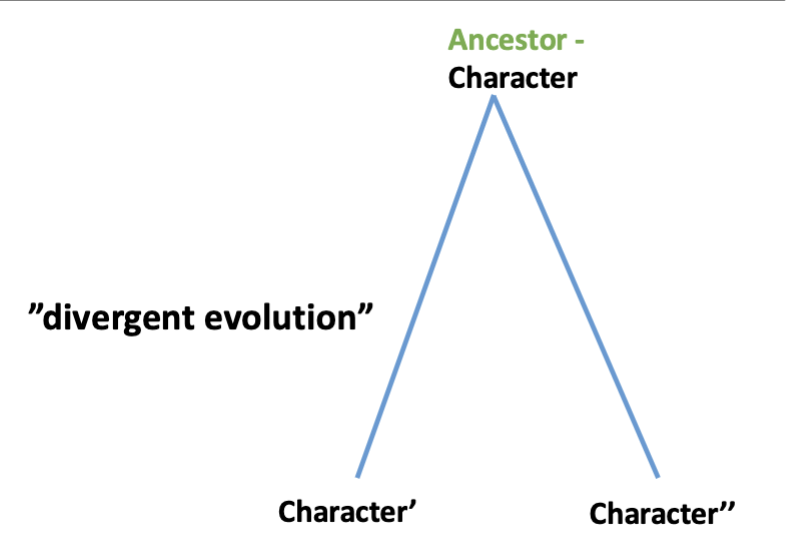 <p>similarity due to shared evolutionary history, common ancestral character</p><p>descended with divergence</p><p></p><p>bat/mouse forelimbs</p><p></p>