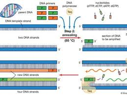 <ul><li><p>heating - denaturing/separating strands</p></li><li><p>cooling - allows primers to anneal</p></li><li><p>heating - allows DNA polymerase to extend</p></li></ul><p></p>