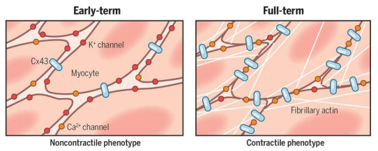 <p>• Mammalian uterus switches between singe- &amp; multi-unit smooth muscle </p><p>• Only during late stages of pregnancy when estrogen is highest, the uterine smooth muscle cells form gap junctions that couple adjacent cells </p><p>• This allows the uterus to produce coordinated contractions that respond well to local stretch cues.</p>