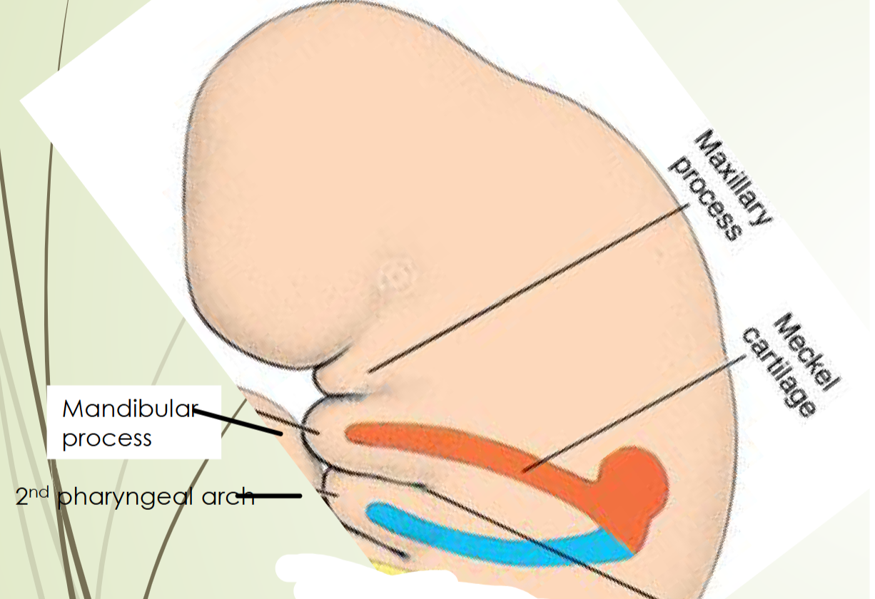 <ul><li><p>The HYOID arch</p></li><li><p>Has Reichert cartilage</p></li><li><p>Precursor to the stapes, the styloid process,</p><p>the stylohyoid ligament and parts of the hyoid</p><p>bone & most of external ear</p></li></ul><p></p>