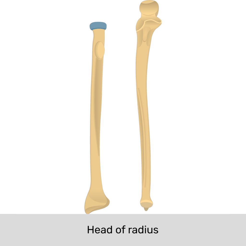 <p>Head of Radius</p>