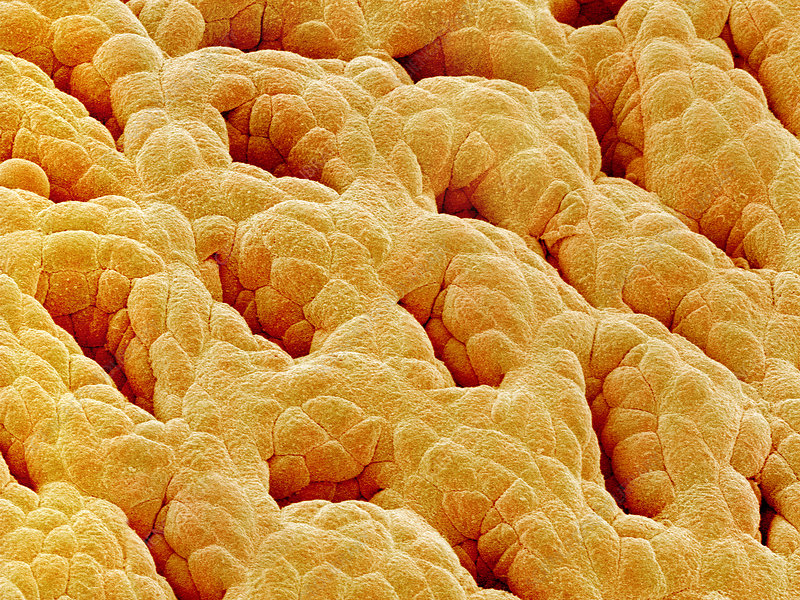 <p>What kind of human cell is this?</p>