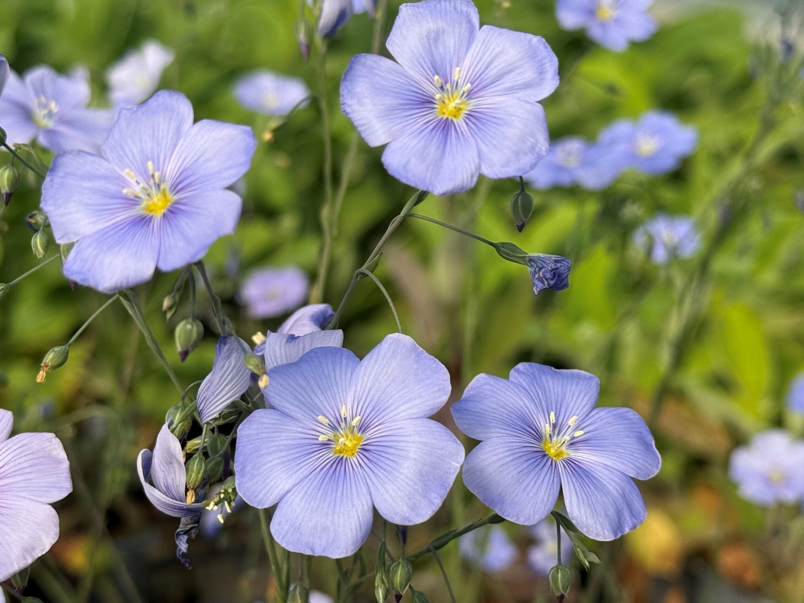 <p>Flax</p>