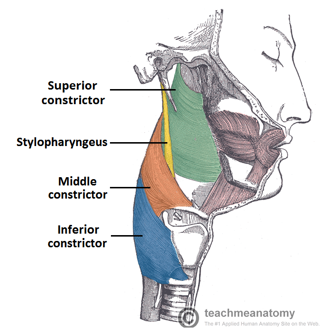<p>name the 6 main muscles of the pharynx</p>