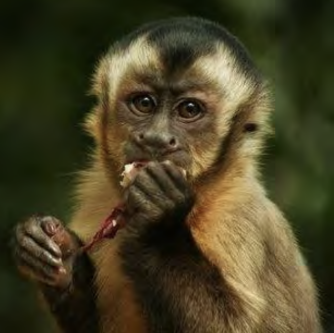 <p>Known for their intelligence, tool use, and ability to learn through observation.</p>