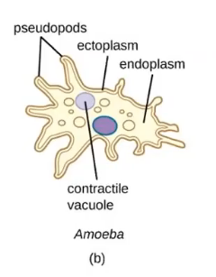 <ul><li><p>pseudopodia anchor cell to surface and pull foward</p></li></ul><p></p>