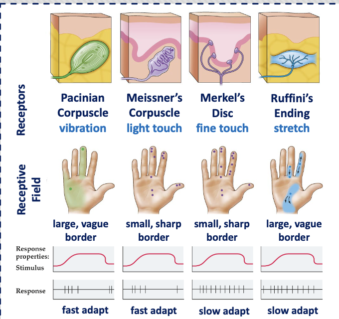 <ol><li><p>messier corpuscle </p><ol><li><p>detect light touch and low-frequency vibration </p></li><li><p>rapidly adapting (phasic) </p></li><li><p>found in areas like fingertips </p></li></ol></li><li><p>merkel disc </p><ol><li><p>detect pressure, texture, and shape </p></li><li><p>slowly adapting (tonic)</p></li><li><p>important for fine detail (reading braille)</p></li></ol></li><li><p>pacinian corpuscle</p><ol><li><p>detect deep pressure and high frequency vibration </p></li><li><p>rapidly adapting (phasic)</p></li></ol></li><li><p>Ruffini ending </p><ol><li><p>detect skin stretch and sustained pressure </p></li><li><p>slowly adapting (tonic)</p></li></ol></li></ol><p></p><p>basically</p><ol><li><p>messier - light touch</p></li><li><p>merkel - detail/texture </p></li><li><p>pacinian - vibration </p></li><li><p>Ruffini - stretch </p></li></ol><p></p>