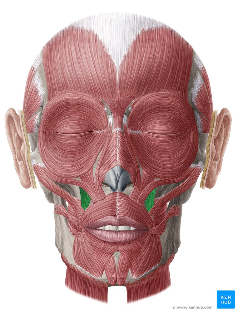 <p>What muscle is this?</p>