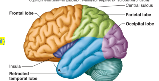 <p>5 lobes of cerebral hemispheres</p>