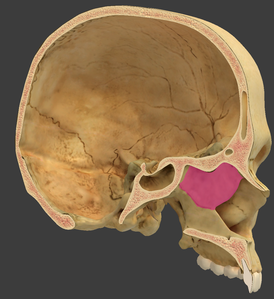 <p>bone/structure highlighted in pink</p>