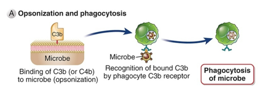 <ul><li><p><span style="background-color: transparent;"><strong>Neutrophils and macrophages</strong></span></p></li><li><p><span style="background-color: transparent;"><strong>Last step caused by activating signals</strong></span></p></li></ul><p></p>