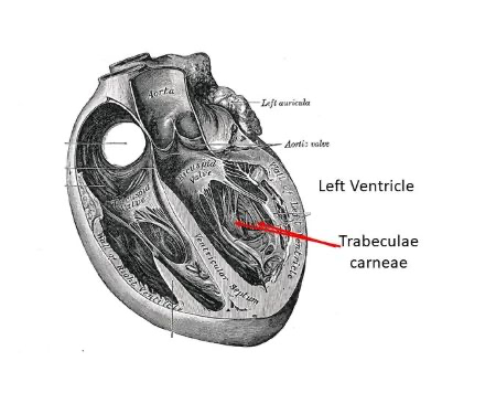 <p><u>Trabeculae carneae</u> - structures that help to support the heart muscle and assist in the heart's contraction mechanism.   </p>