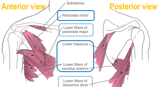 <ul><li><p>pectoralis minor</p></li><li><p>pectoralis major (lower fibers)</p></li><li><p>trapezius (lower fibers)</p></li><li><p>serratus anterior (lower fibers)</p></li><li><p>latissimus dorsi (lower fibers)</p></li></ul><p></p>