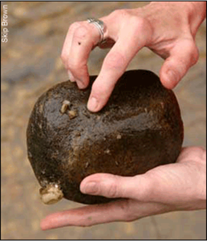 <ul><li><p>Picking up rocks and looking closely to find organisms</p></li><li><p>Organisms are then carefully removed with forceps</p></li></ul><p></p>