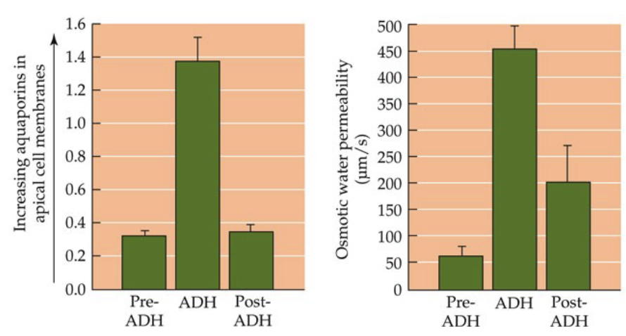 <p>Aquaporin-2: Second-Messenger Signalling Pathway (4)</p>