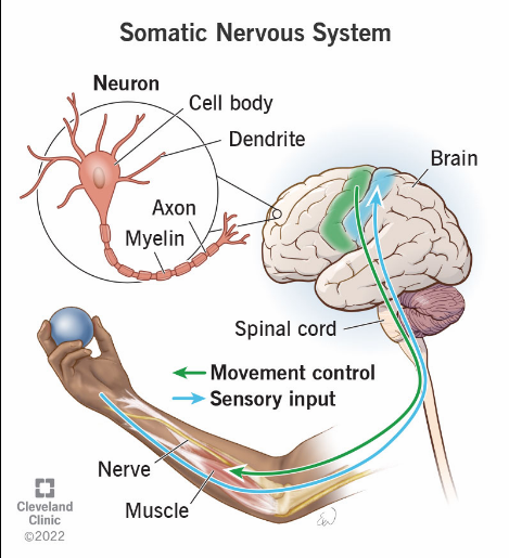 <p><span>Controls voluntary movements, but operates through signals transmitted between muscles and the CNS</span></p>