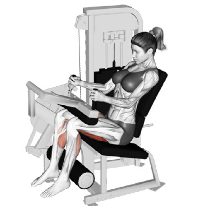 <p>Seated leg curl Sargent muscle and joint action</p>