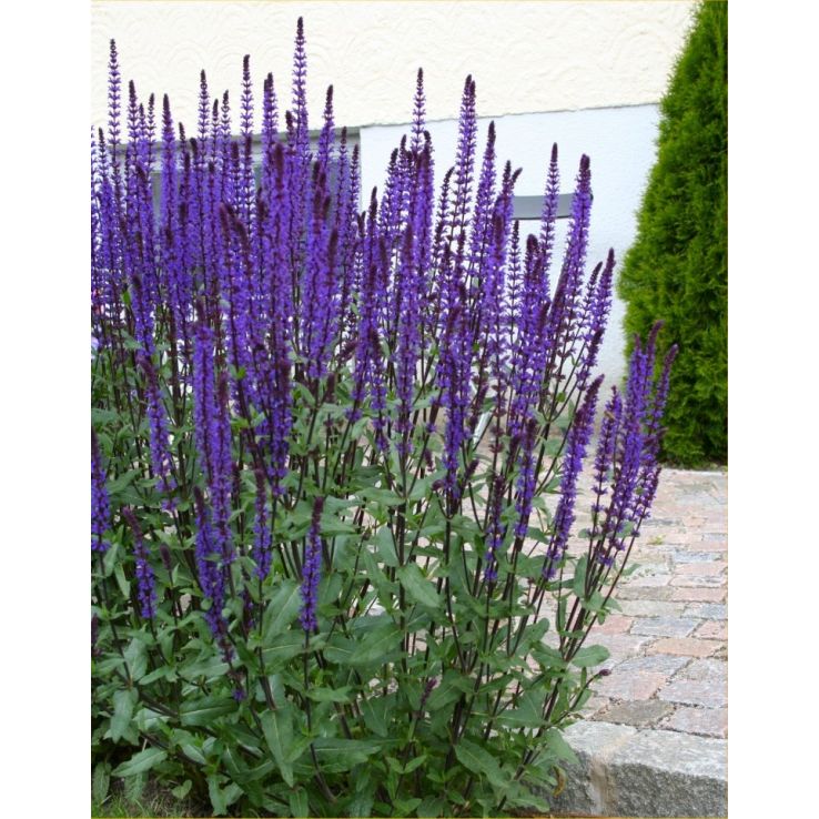 <p><em>Salvia</em> <em>nemorosa </em>'Caradonna' hardiness</p>