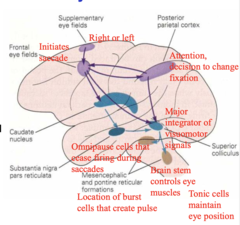 <p>Cortex controls saccadic system through the?</p>
