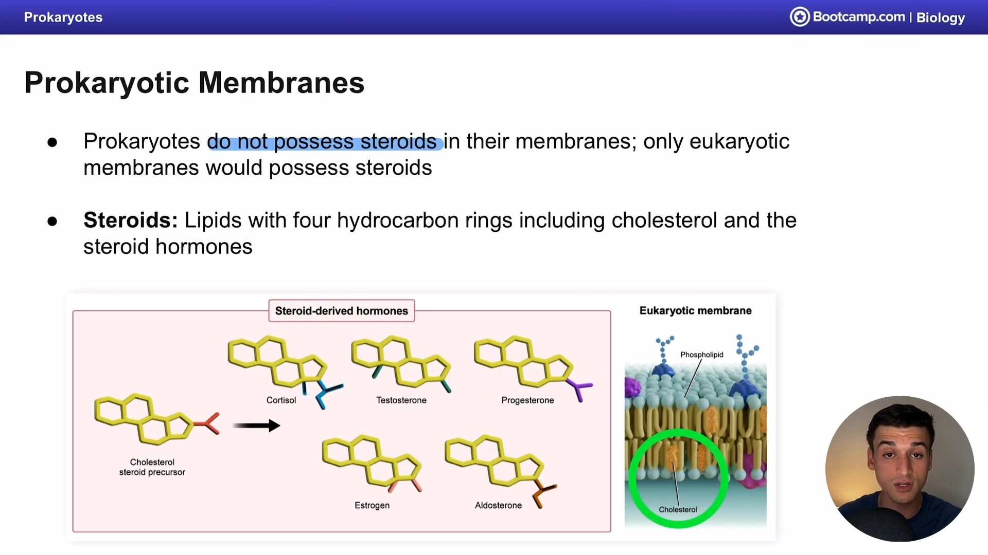 <p>eukaryotes </p>