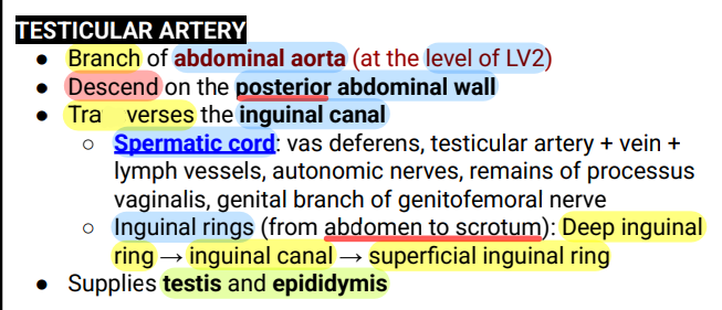 <p>Testicular Artery</p>