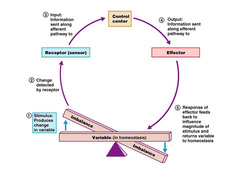 <p>sensor that monitors changes and sends information in an afferent path to control center in negative feedback</p>