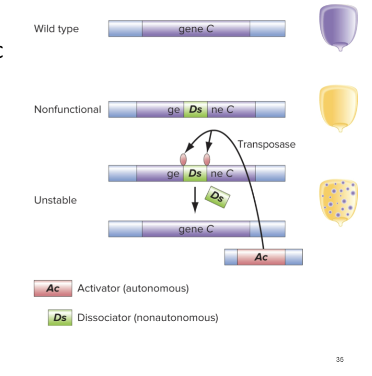<p>Can often be unstable</p><p></p><p>A non-autonomous TE (Ds in picture) can hop into gene C and disrupt function</p><p></p><p>AC is an autonomous TE that cleaves out Ds and restores function</p>