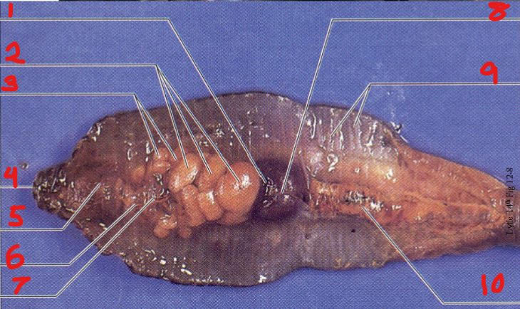 <p>10</p>