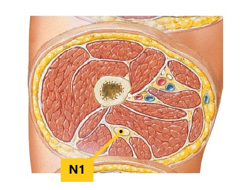 <p>What is N1? (Thigh)</p>
