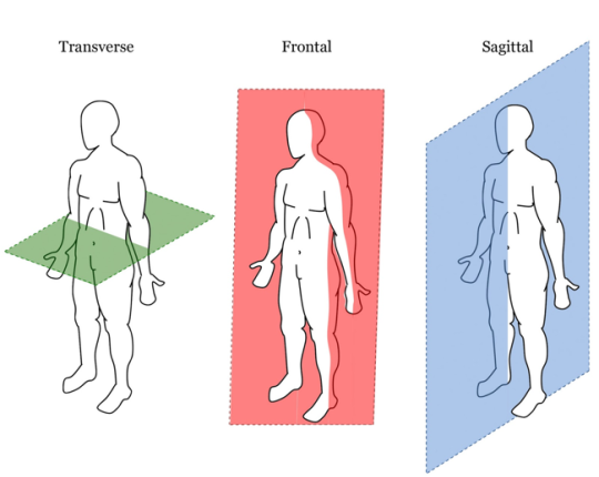 <p>vertical plane dividing body into right and left portions</p>