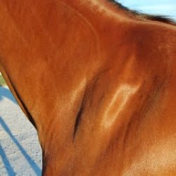 <p>Damage to the _______ nerve leads to:</p><ul><li><p>Lateral shoulder muscle atrophy</p></li><li><p>Scapula spine becomes more prominent</p></li><li><p>Animal can walk, but lateral “slip” of should may be visible</p></li><li><p>Called “Sweeney” in horses</p></li></ul><p></p>