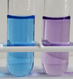 <p>A scientist used Biuret Reagent to test 2 clear liquid substances. The picture shows the results after the Biuret test has been completed.</p><p>The test tube on the left (blue) shows a _____ result and the test tube on the right (purple) shows a ____ result.</p>