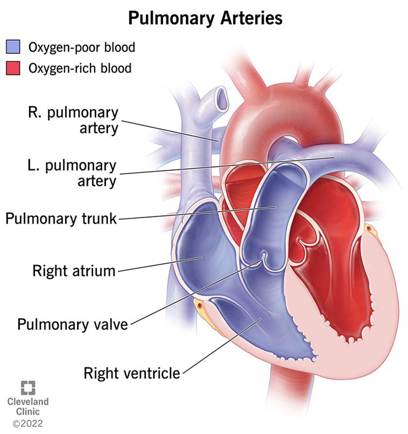 <ul><li><p><span style="background-color: transparent;">The <strong>Pulmonary Trunk</strong> exits the right ventricle carrying oxygen-poor blood (deoxygenated)</span></p></li><li><p><span style="background-color: transparent;">It bifurcates into the <strong>Right and Left Pulmonary Arteries</strong> at the level of the sternal angle.</span></p></li></ul><p></p>