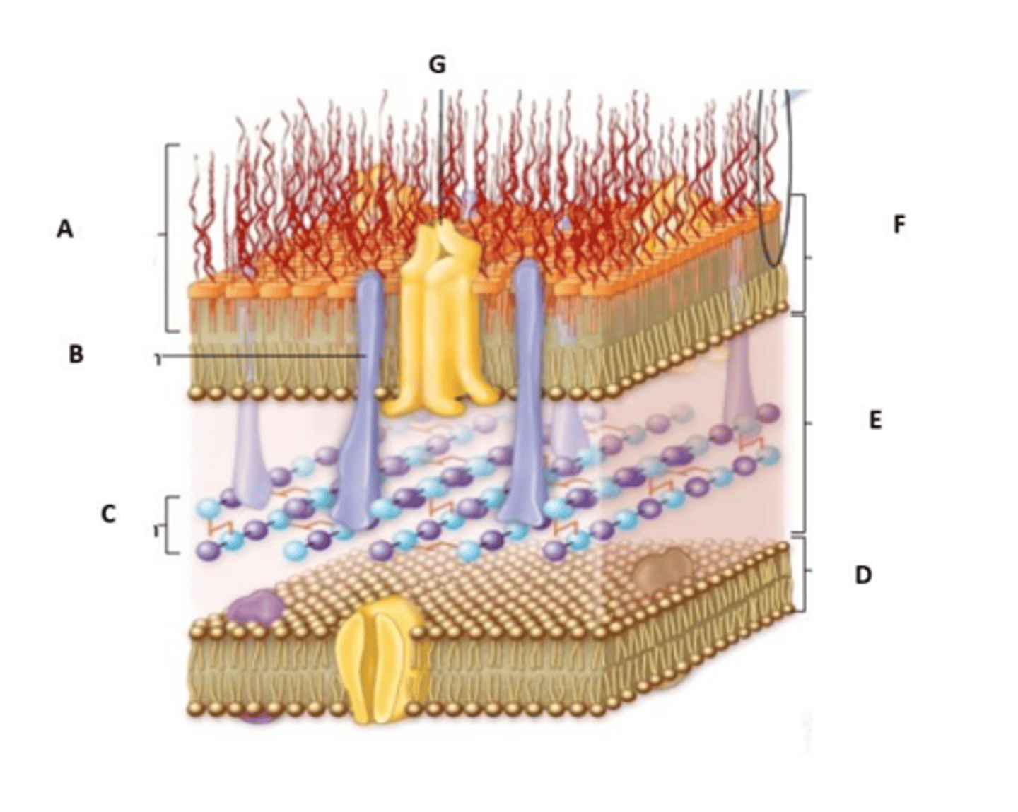 <p>An endotoxin located in the outer membrane of Gram-negative bacteria.</p>