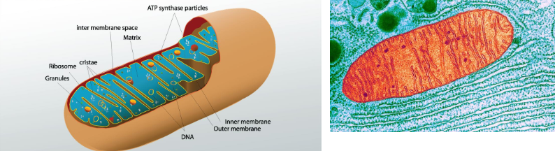 <ul><li><p>surrounded by a double membrane:</p><ul><li><p>outer membrane (forms boundary of the organelle)</p></li><li><p>inner membrane (folded into finger-like projections called <mark data-color="yellow" style="background-color: yellow; color: inherit;">cristae</mark>)</p></li></ul></li><li><p>inner mitochondrial space: <mark data-color="yellow" style="background-color: yellow; color: inherit;">matrix</mark></p></li><li><p>outer mitochondrial membrane:</p><ul><li><p>semi-permeable</p></li><li><p>contains enzymes involved in the synthesis of mitochondrial lipids</p></li></ul></li></ul><p></p>