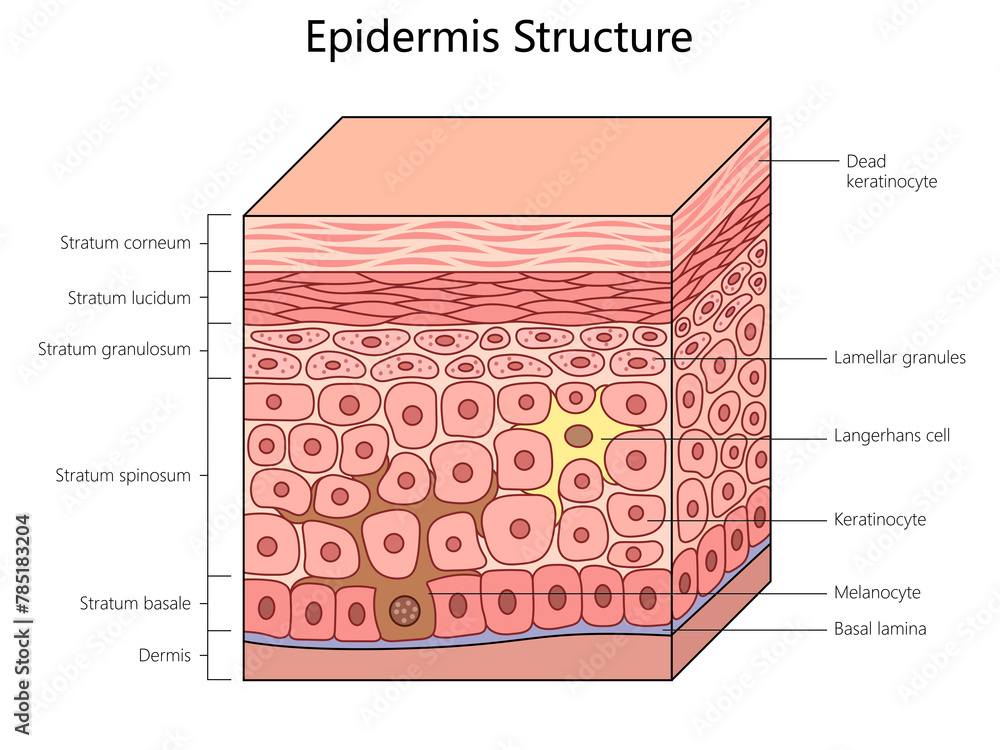 <p>What epithelial cells are attached to, which facilitates interaction with connective tissue; a narrow strip of dense matrix filled with collagen and laminin proteins that allows strong attachment of epithelia to underlying connective tissue </p>