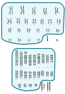 <ul><li><p>Chromosomes that are the same in men and women</p></li><li><p>Numbered in order of size (sort of)</p></li><li><p>Chromosome 1-22</p></li><li><p>Pairs</p></li></ul><p></p>