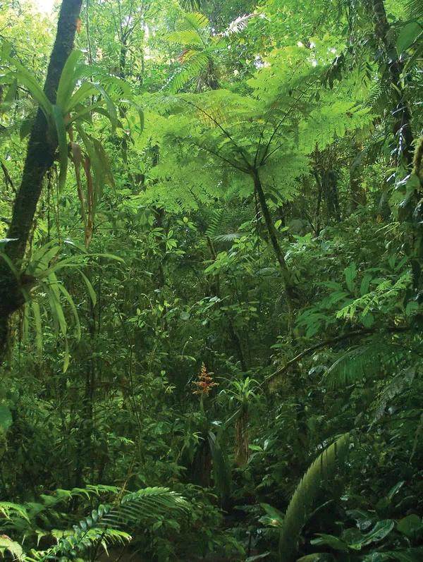<p>n. It is very thick, green, and full of wild animals like tigers and monkeys.</p>