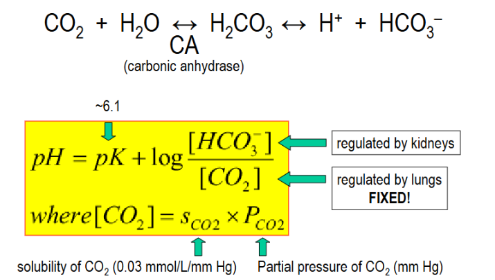 <p>catalyzes reaction of CO2+ H2O into H+ and HCO3- for the CO2/HCO3- buffer system</p>