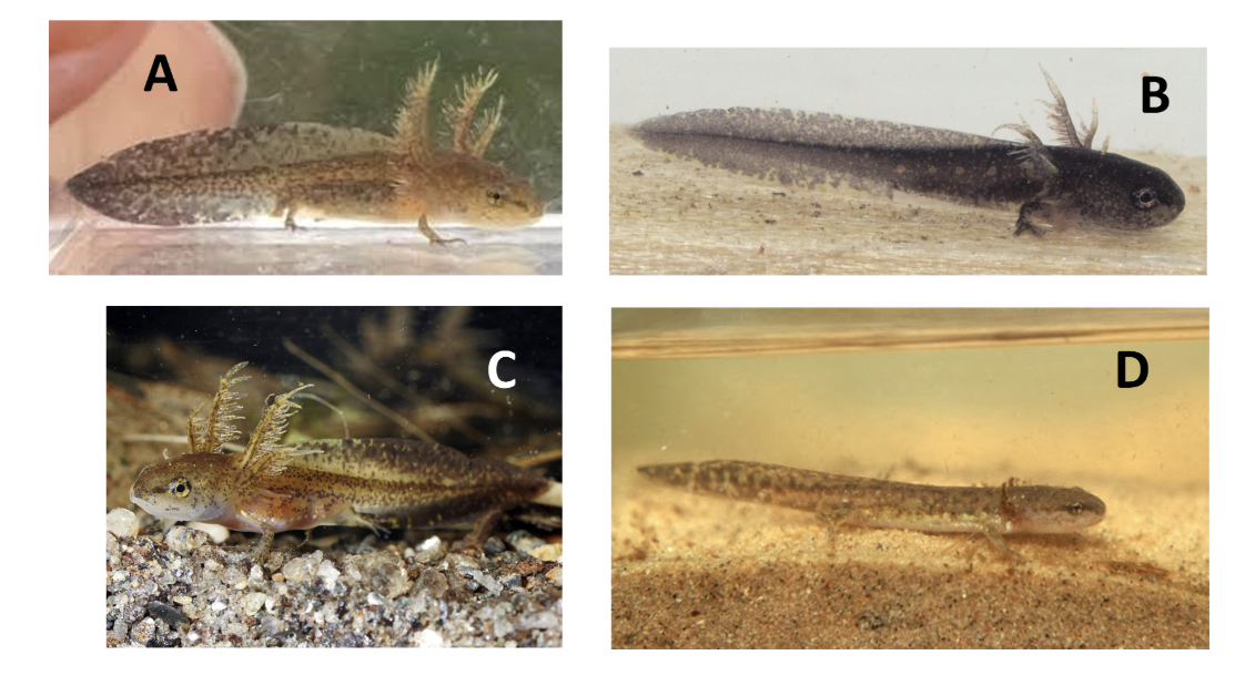 <p>Which salamander larva would you expect to live in most oxygenated water? </p>