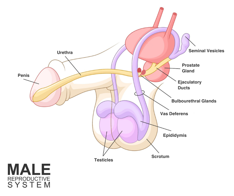 <p>Male Reproductive System</p>