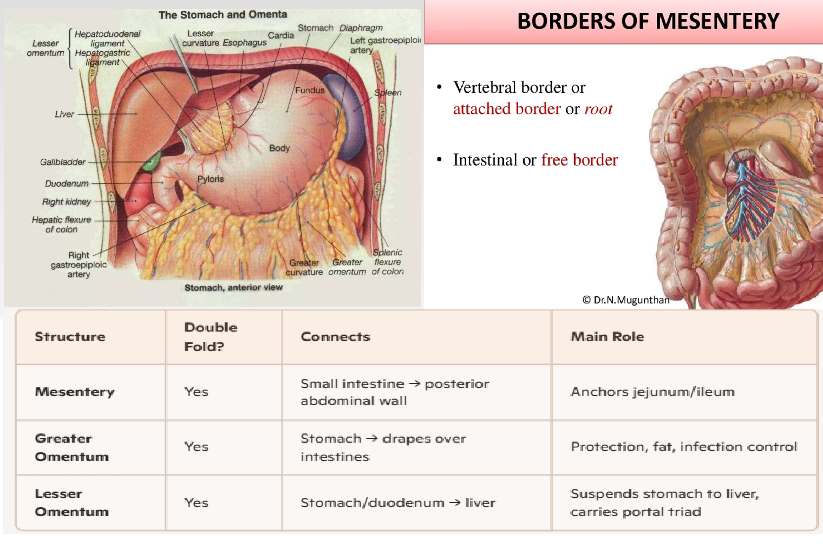 <ol start="3"><li><p><span style="background-color: transparent;"> mesentery</span></p></li></ol><p></p><p>Reasoning:</p><p><span>The <strong>main difference</strong> between omentum and mesentery is that <strong>omentum is a fatty blanket hanging down in front of all the intestines, whereas mesentery is the supporting tissue to both small and large intestines. </strong></span></p><p><span>Furthermore, omentum originates from the visceral peritoneum while mesentery originates from the parietal peritoneum. </span></p><p><span>Moreover, the two main types of omentum are the greater and the lesser omentum while the two types of the mesentery are the dorsal and ventral mesentery. </span></p><p></p><p></p>